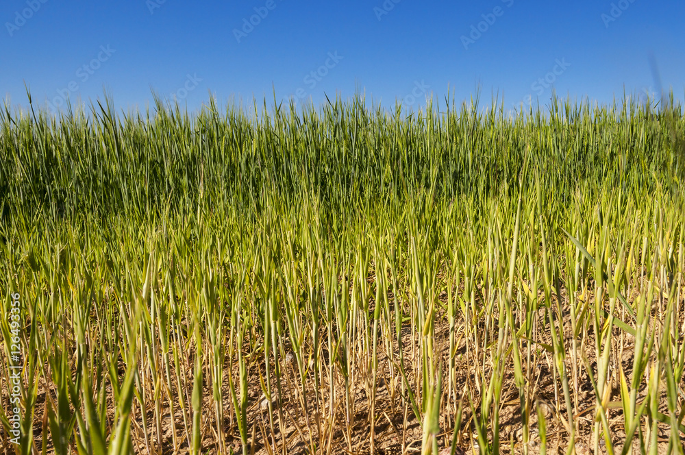 Field with cereal Field with cereal