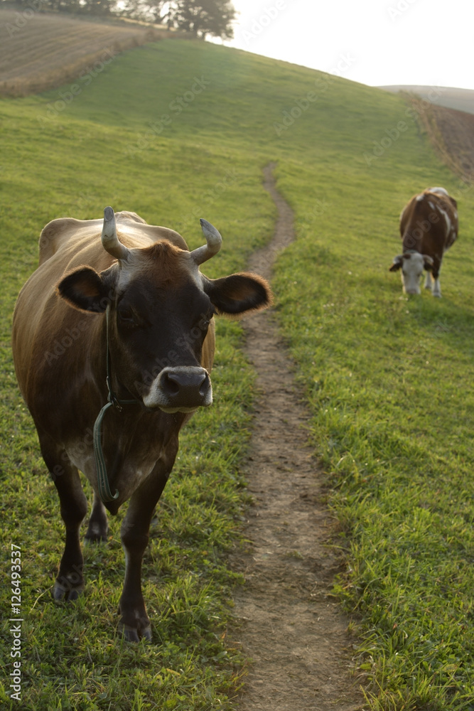 cows grazing cows grazing