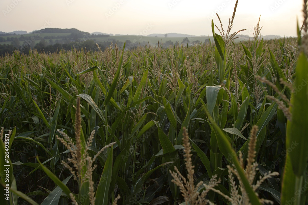 Obraz premium corn field