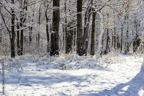 Сказочный зимний лес после обильного снегопада