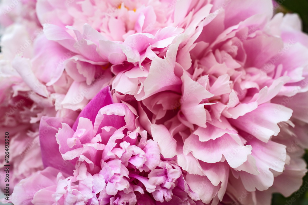 The bouquet of the elegant delicate pink peonies. The bouquet of the elegant delicate pink peonies.