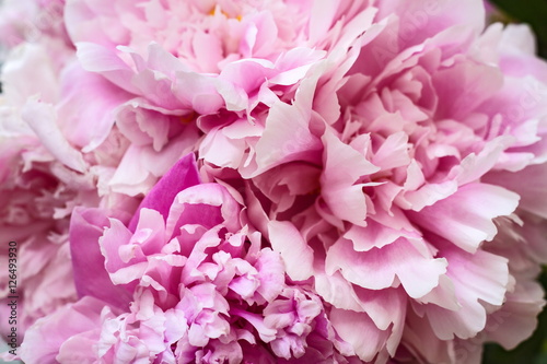 Fototapeta Naklejka Na Ścianę i Meble -  The bouquet of the elegant delicate pink peonies.