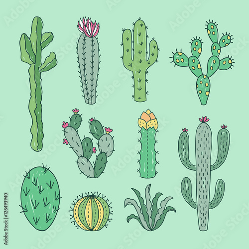 Cactus and succulents outline hand drawn illustration