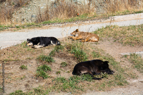 Photos Three homeless mongrel sleeping at wasteland.