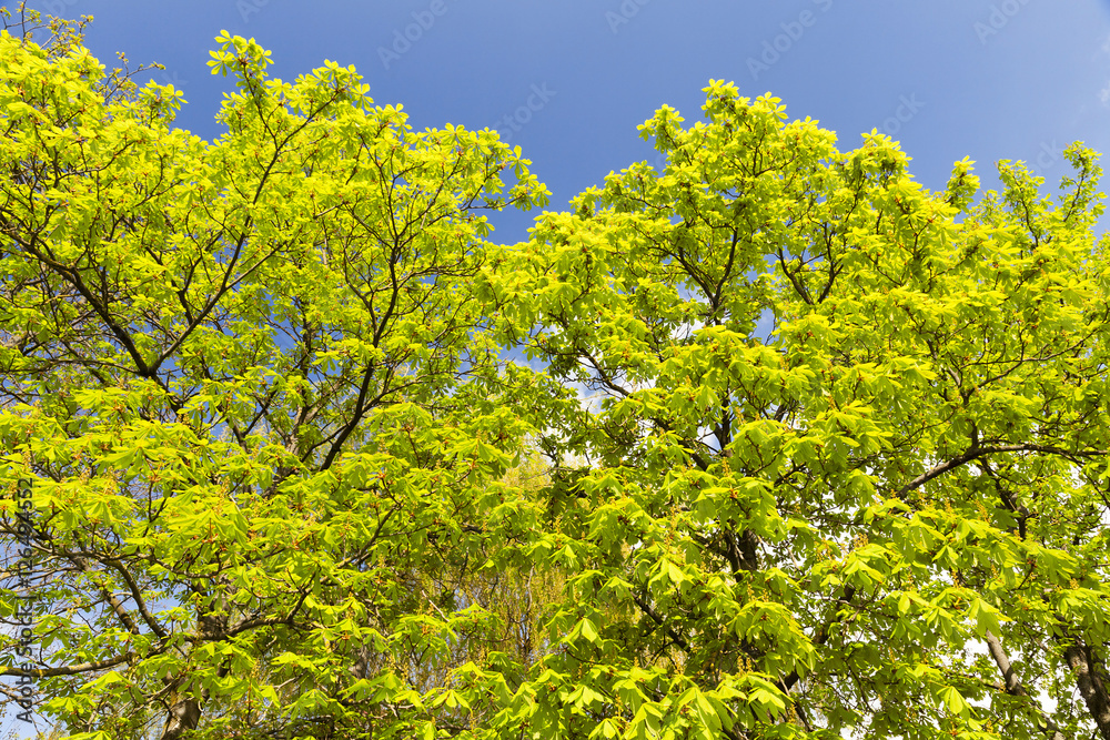 green leaves of chestnut