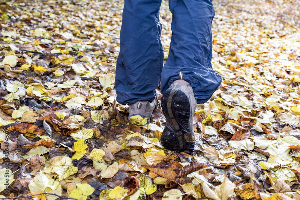 Walking in the autumn wood Walking in the autumn wood