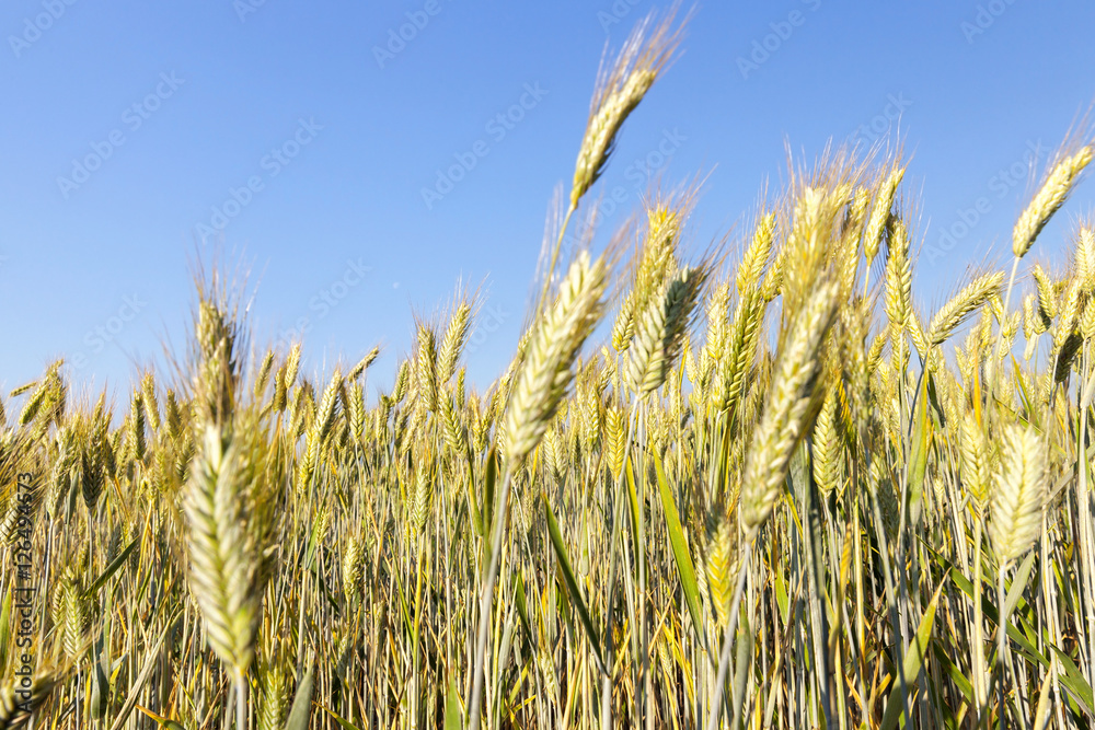 Obraz premium mature cereal, close-up