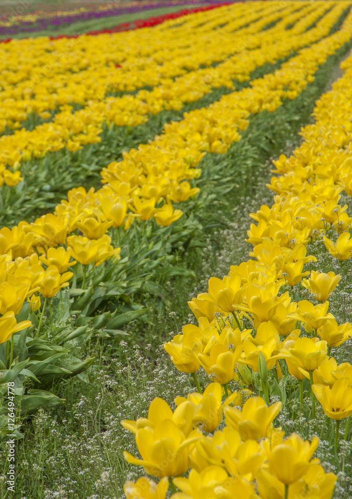 Fototapeta premium Field of Yellow Tulips in Woodburn Oregon