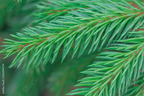 natural background branch green spruce