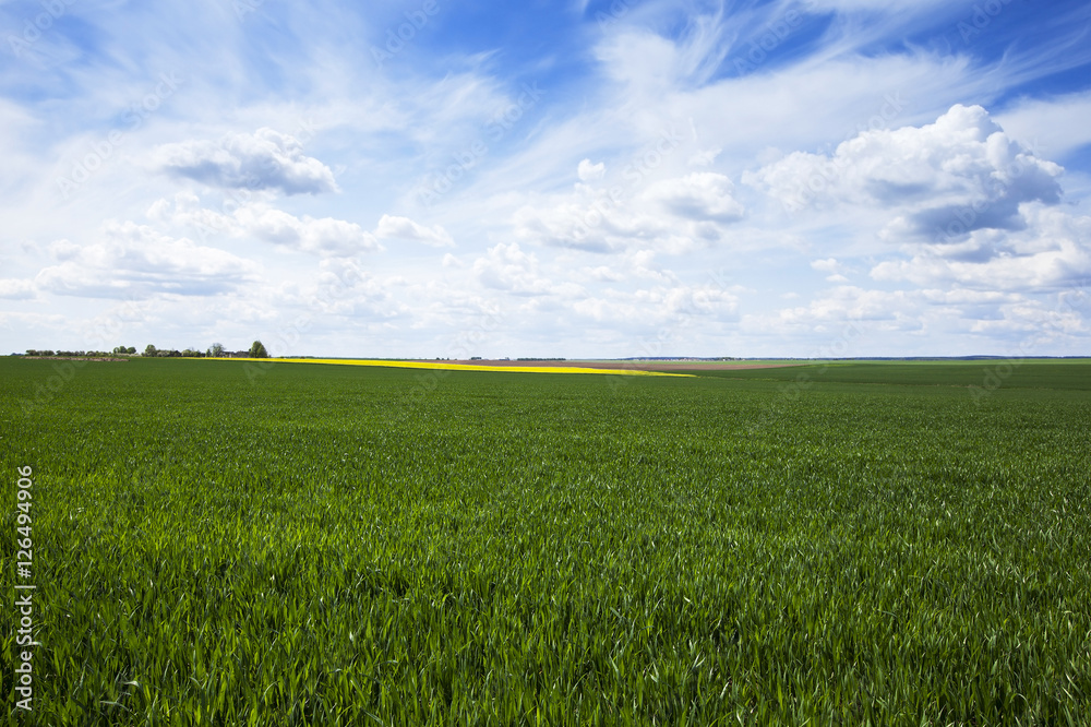 wheat field in spring