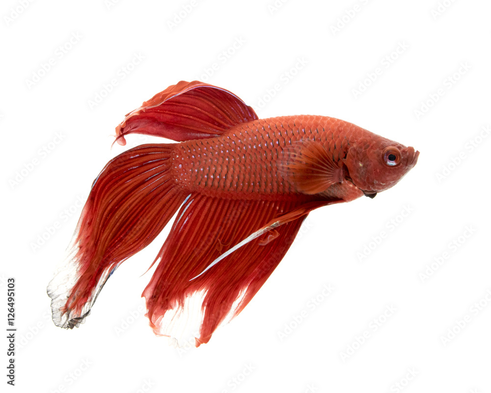 Fototapeta premium Image of a fighting fish on white background. (Betta splendens)