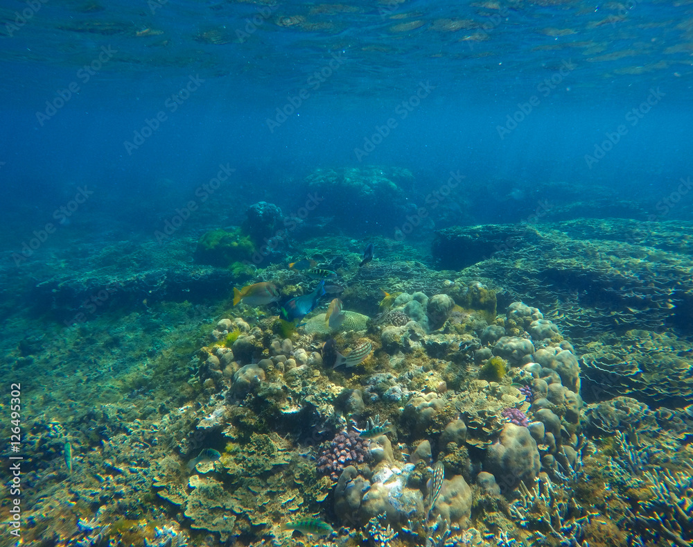 Underwater landscape with coral on sea bottom. Oceanic life in clear blue water. Underwater landscape with coral on sea bottom. Oceanic life in clear blue water.