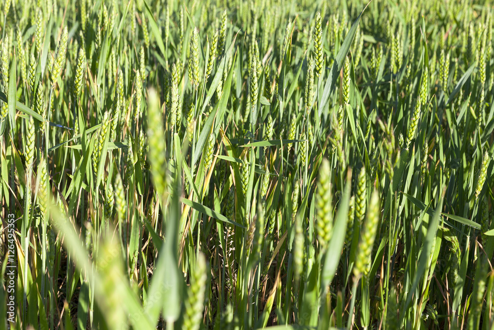 Obraz premium Field with cereal