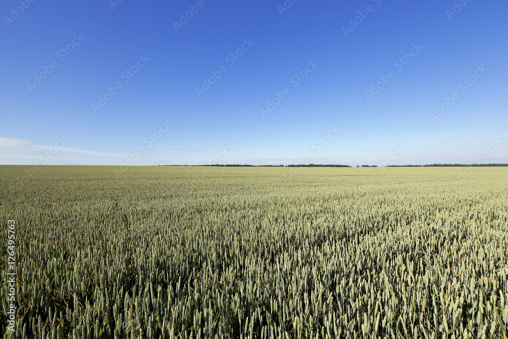 Fototapeta premium immature green grass