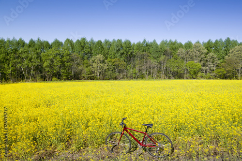 赤い自転車と菜の花