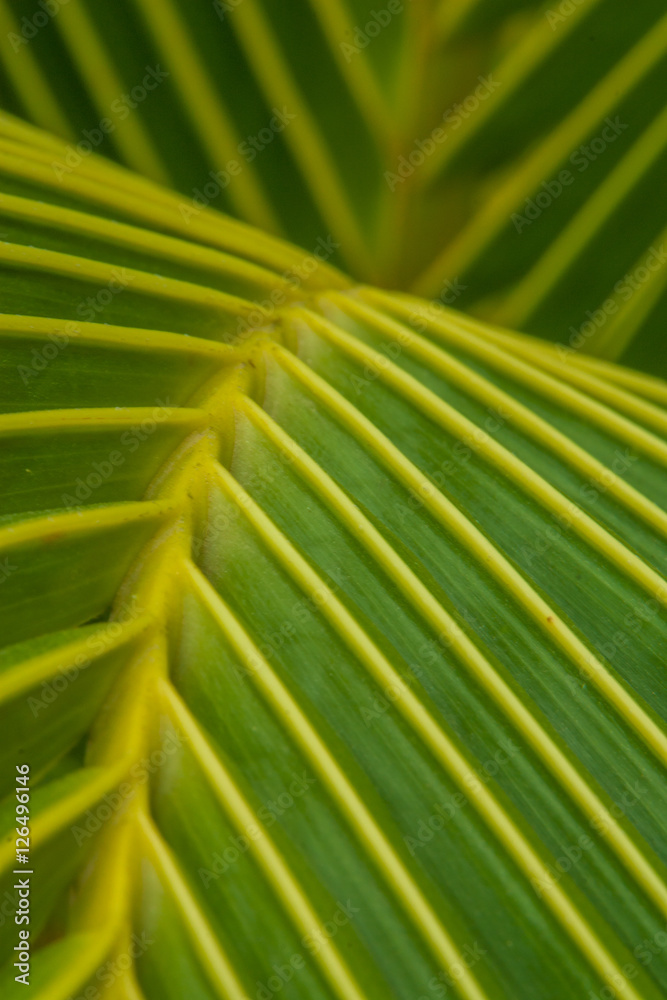Macro View of Palm Fronds Macro View of Palm Fronds