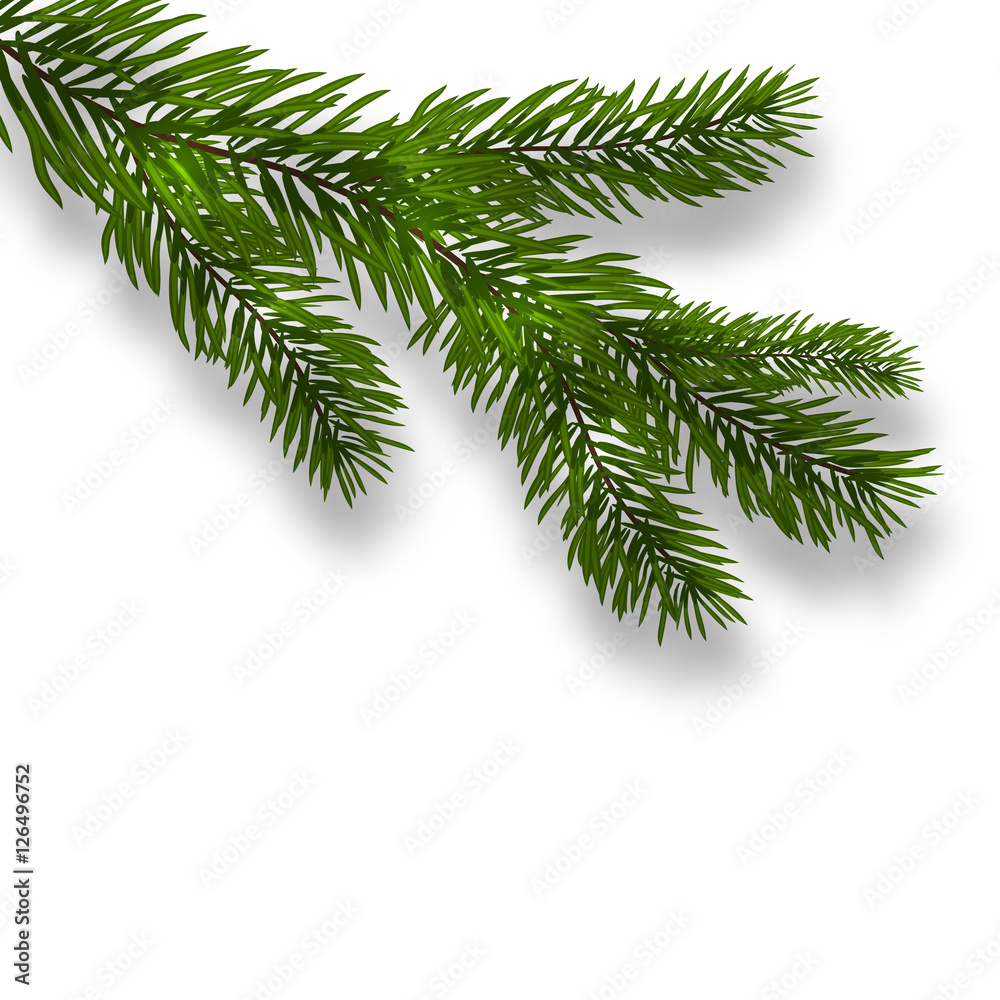 Obraz premium Green lush branch spruce and realistic shadows. Isolated white background. illustration