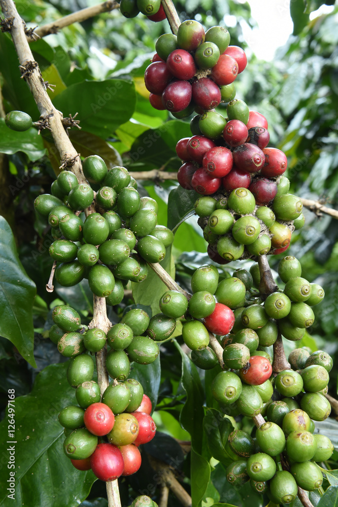Coffee beans ripening on a tree. Coffee beans ripening on a tree.