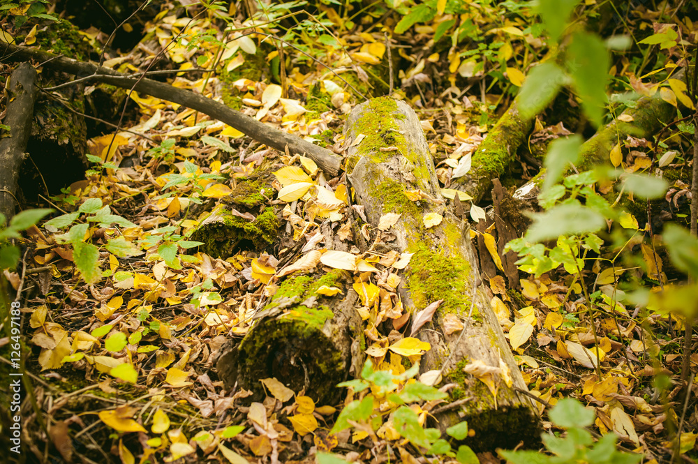 Fototapeta premium yellow autumn leaves on the ground autumn paints