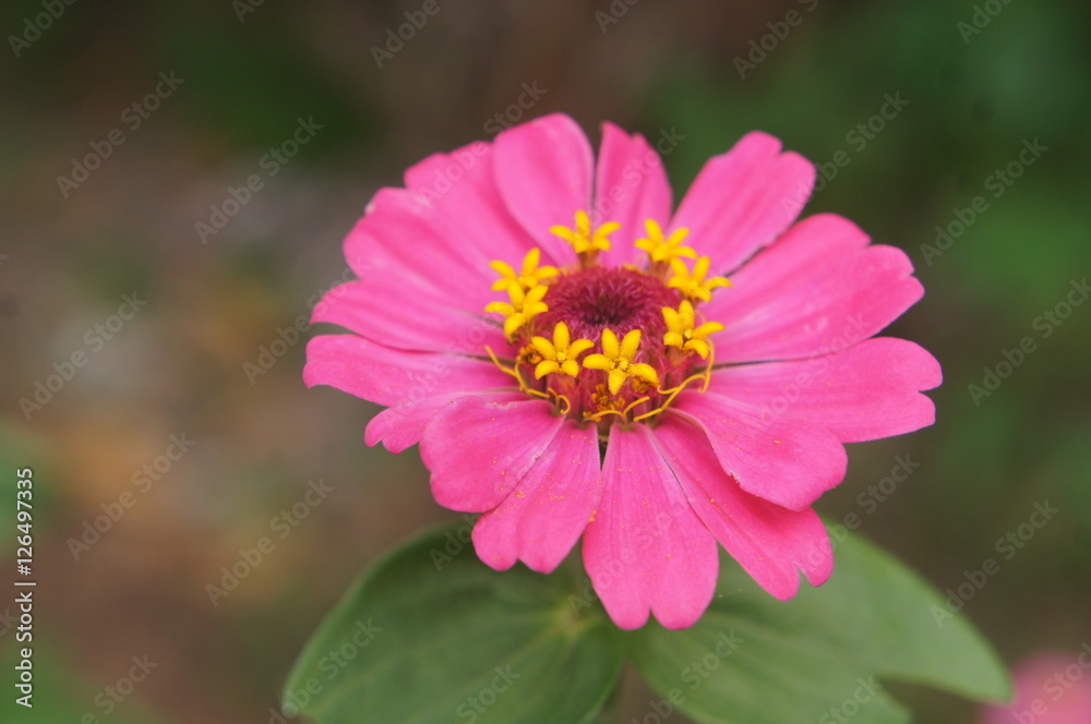 Fototapeta premium pink zinnia flowers 