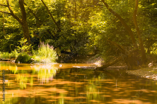 Pickerel Weed at the forest of Prokopi in Euboea in Greece. A beautiful reflection of a water plant.
 photo