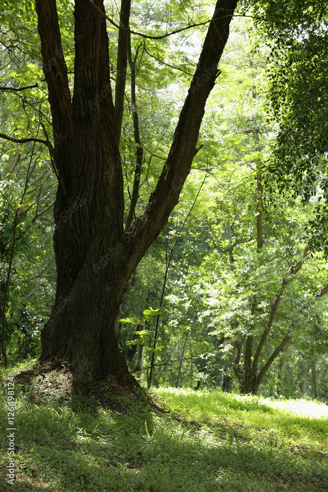 scenic shot of s tree in forest scenic shot of s tree in forest