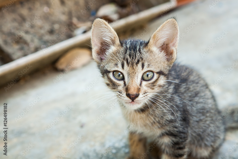 little cat sitting in one of towns.Thailand little cat sitting in one of towns.Thailand