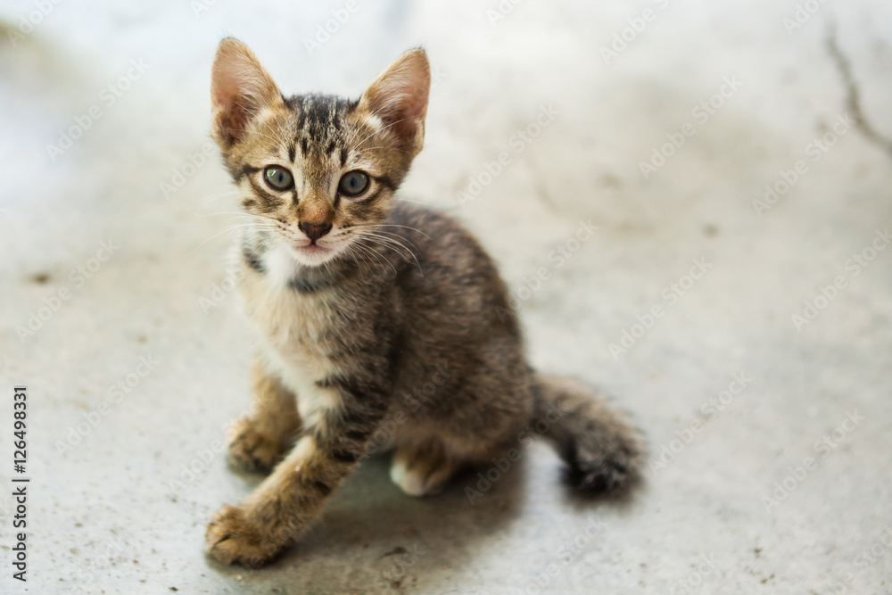 little cat sitting in one of towns.Thailand little cat sitting in one of towns.Thailand