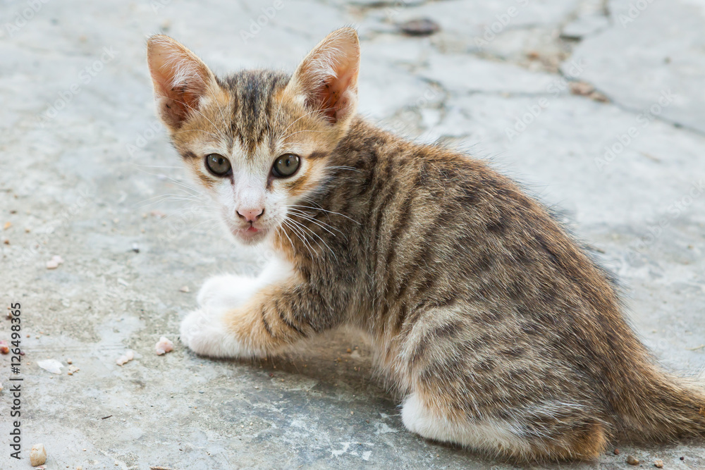 little cat sitting in one of towns.Thailand little cat sitting in one of towns.Thailand