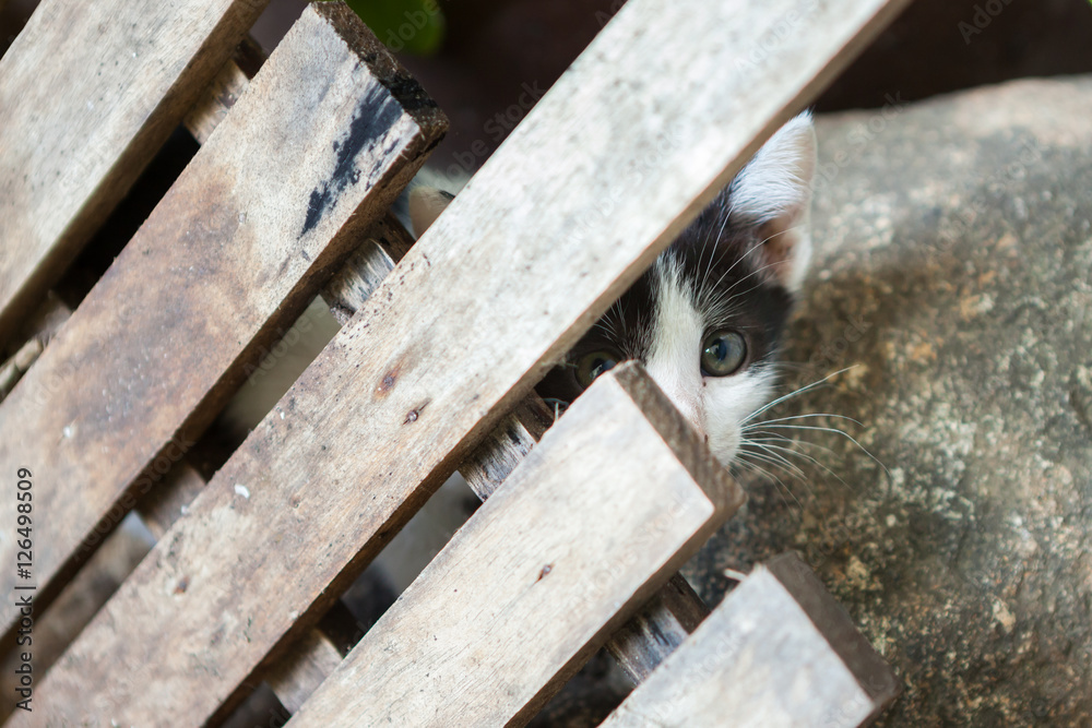 little cat sitting in one of towns.Thailand little cat sitting in one of towns.Thailand