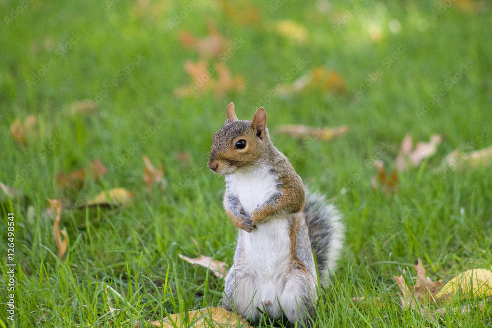 squirrel standing in the grass in central park squirrel standing in the grass in central park