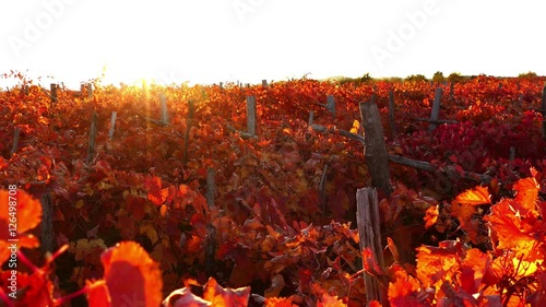 View from above at carst vineyard in autumn colors at sunset - crane down, UHD photo