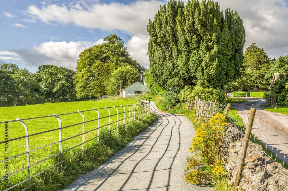 Fototapeta premium Ragwort on English county lane
