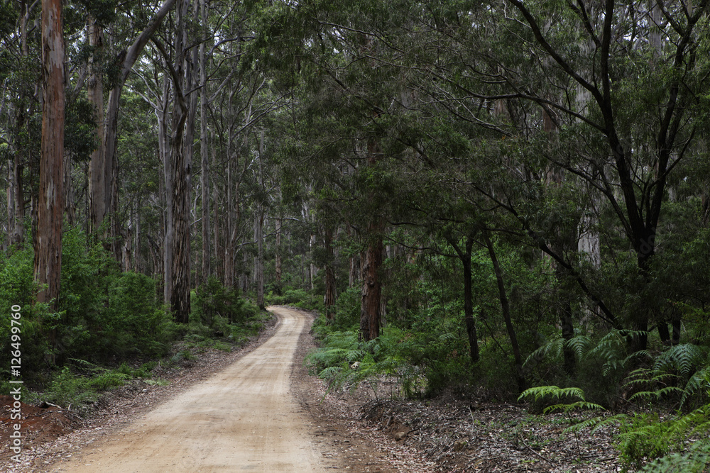 Tree lined dirt road