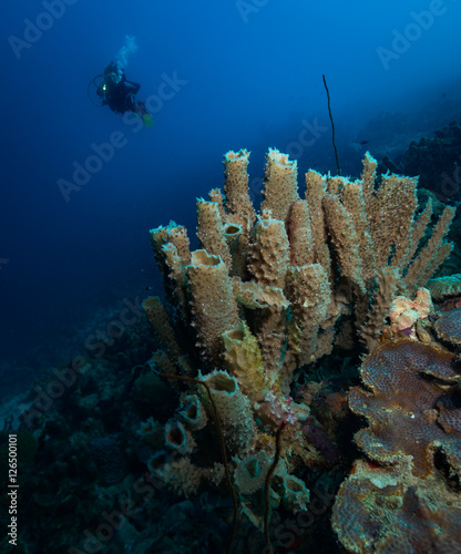 Diver explores time sponges, Bari Reef, Bonaire, Netherlands Antilles