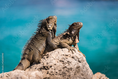 Iguanas against the ocean, Bonaire, Netherlands Antilles