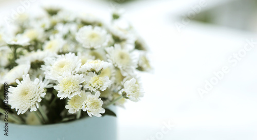 Close up Little Chrysanthemum white in blue cup on the table