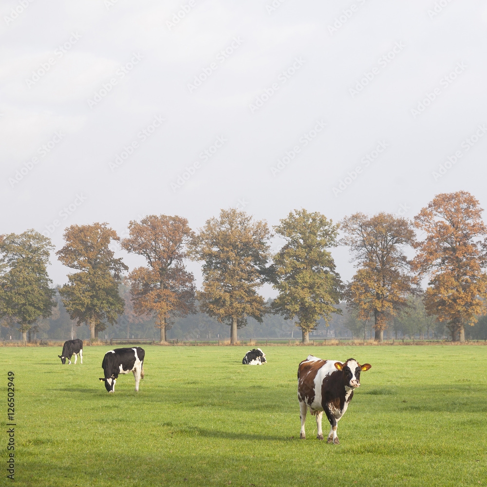 spotted cows in erly sunshine meadow in the netherlands with oak spotted cows in erly sunshine meadow in the netherlands with oak
