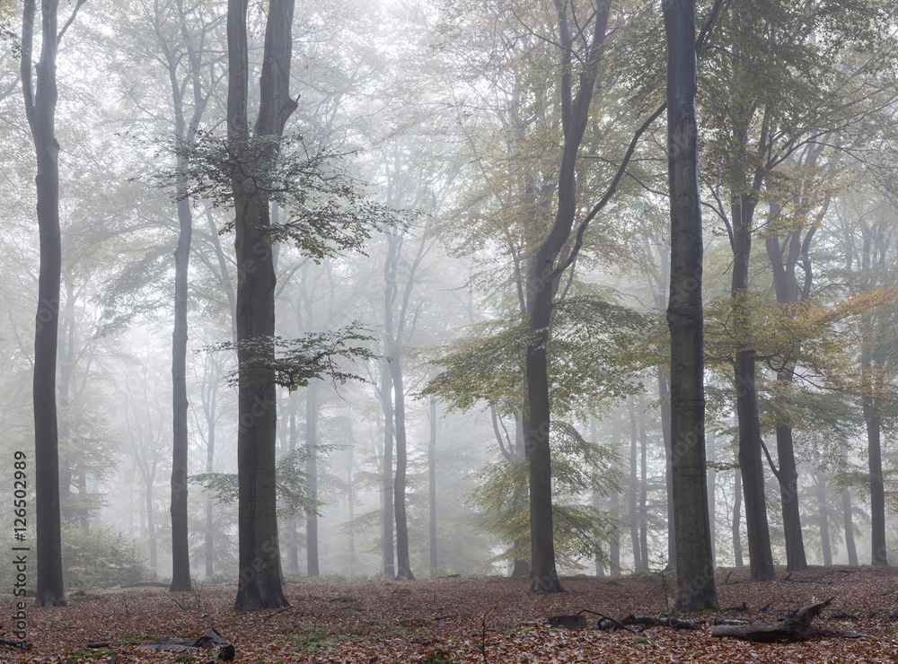 misty early morning forest in the netherlands near utrecht misty early morning forest in the netherlands near utrecht