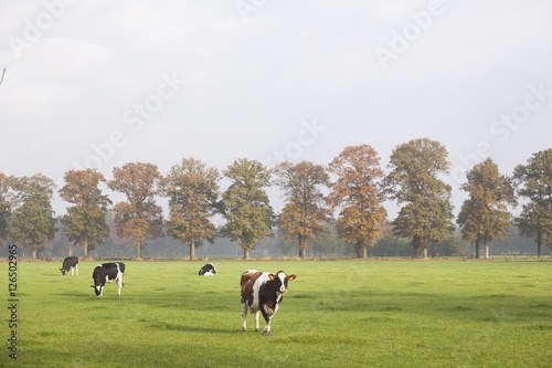 spotted cows in erly sunshine meadow in the netherlands with oak © ahavelaar