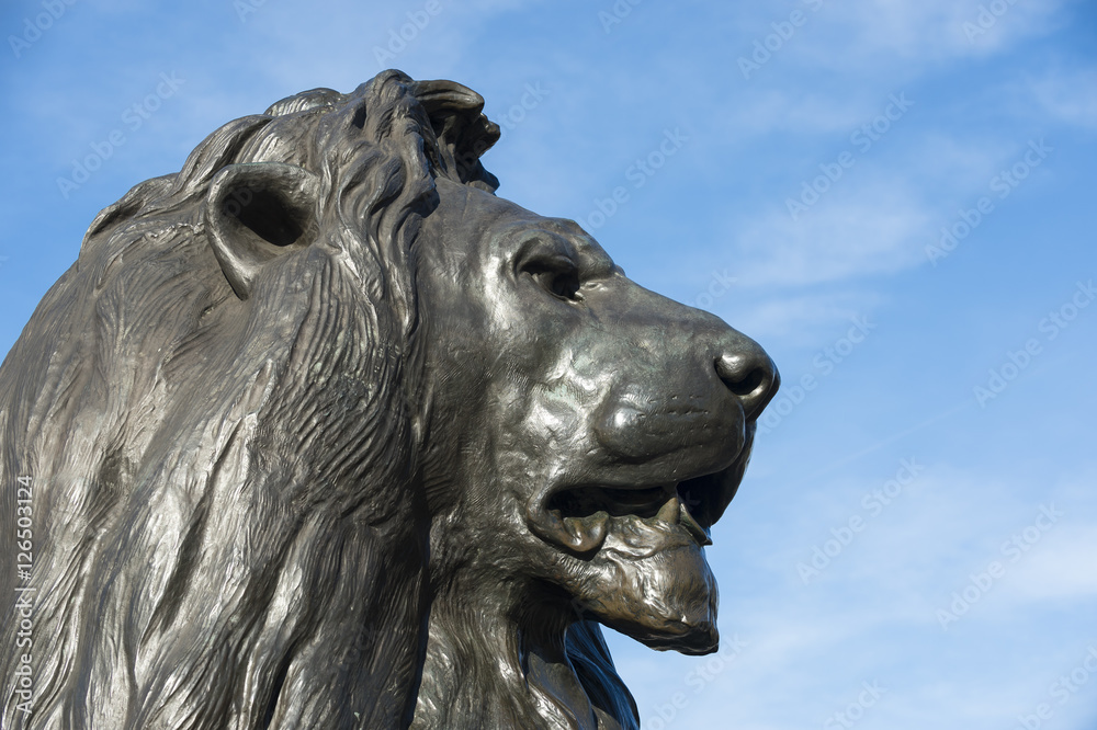 Handsome profile portrait of one of the beloved bronze lions in Trafalgar Square, London, England, installed in 1868