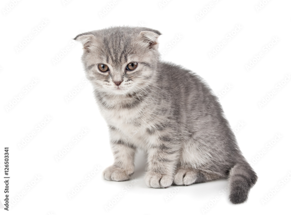 Obraz premium British kitten isolated on white