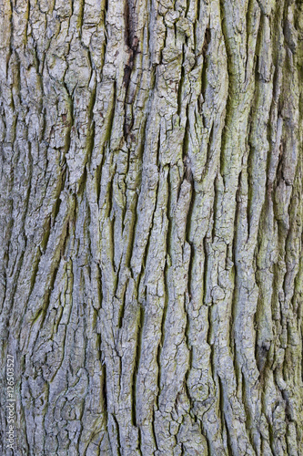 part of bark on trunk of old oak tree