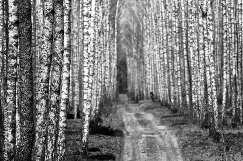 Birch forest in Poland
