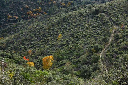 Photos Vallée cévenole en automne avec arbre jaune, Cévennes, Occitanie, France