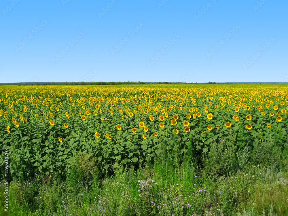 Huge field of sunflowers