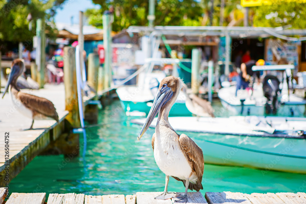 Fototapeta premium Big brown pelicans in Islamorada, Florida Keys