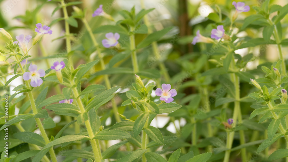 purple flower in garden