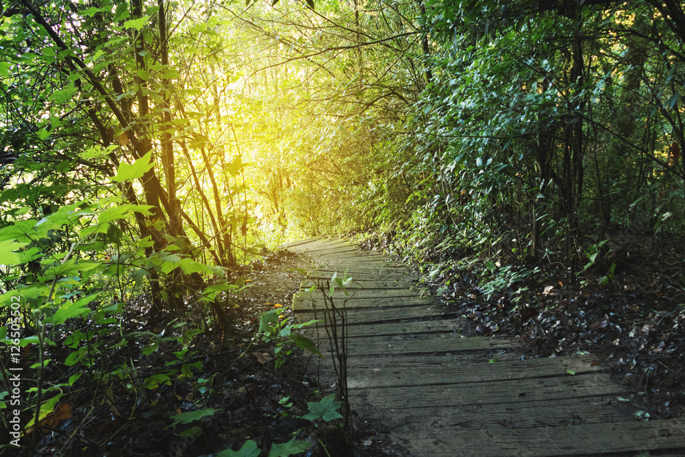 Obraz premium trekking trail in tropical rain jungle forest