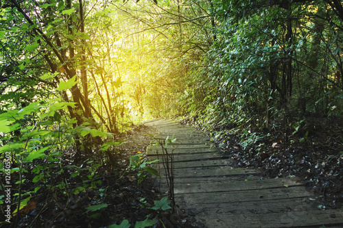 trekking trail in tropical rain jungle forest